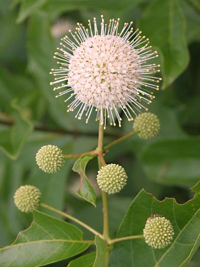 Cephalanthus occidentalis Sputnik