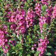 Angelonia Archangel Raspberry Improved