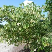 Cercis canadensis Silver Cloud