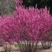 Cercis chinensis 