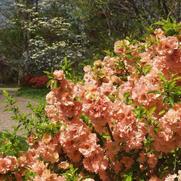 Chaenomeles japonica Cameo