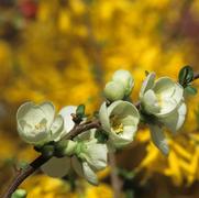 Chaenomeles x superba Jet Trail