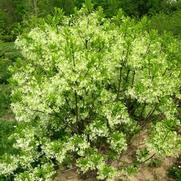 Chionanthus virginicus 