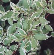 Cornus alba Argenteo-marginata