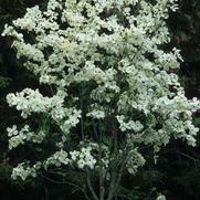 Cornus florida 