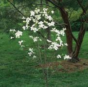 Cornus florida Cloud 9