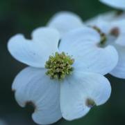 Cornus florida Ozark Spring