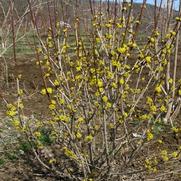 Cornus mas Golden Glory