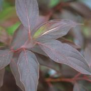 Cornus racemosa Muskingum