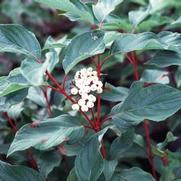 Cornus sericea Baileyi