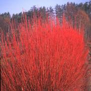 Cornus sericea Cardinal