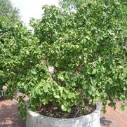 Corylus avellana Contorta