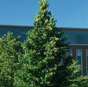 Corylus colurna 