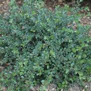 Cotoneaster apiculatus 