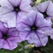 Petunia x hybrida Hurrah™ Series