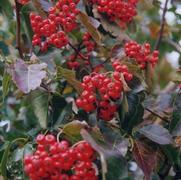 Crataegus phaenopyrum 