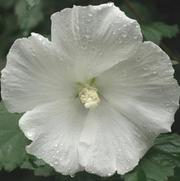 Hibiscus syriacus Diana