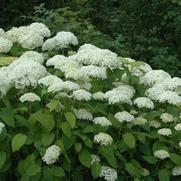 Hydrangea arborescens Annabelle