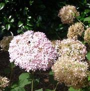 Hydrangea arborescens Invincibelle® Spirit