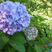 Hydrangea macrophylla Penny Mac