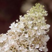 Hydrangea paniculata Little Lamb