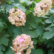 Hydrangea quercifolia Snow Queen