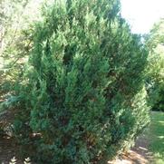 Juniperus chinensis Blue Point