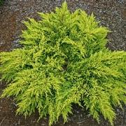 Juniperus chinensis Daub's Frosted