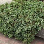 Juniperus horizontalis Wiltonii