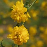 Kerria japonica Pleniflora