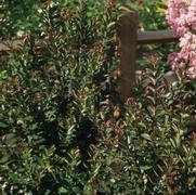 Lagerstroemia indica Raspberry Sundae®