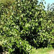 Liquidambar styraciflua Rotundiloba