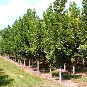 Liriodendron tulipifera Arnold