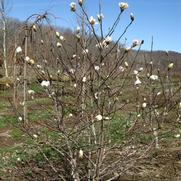 Magnolia stellata 