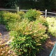 Nandina domestica Gulf Stream