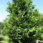 Parrotia persica 