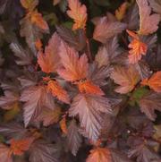 Physocarpus opulifolius Coppertina™