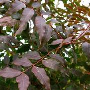 Pistacia chinensis 