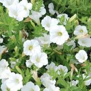 Petunia x hybrida Pop Rocks White