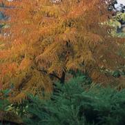 Rhus typhina Laciniata