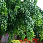 Robinia pseudoacacia Twisty Baby™