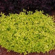 Spiraea japonica Goldmound