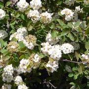 Spiraea prunifolia 