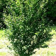 Styrax japonicus 