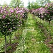 Syringa meyeri Palibin