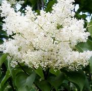 Syringa reticulata Ivory Silk