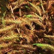 Taxodium distichum 