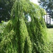 Taxodium distichum Cascade Falls