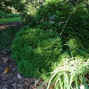 Thuja occidentalis 'Hetz Midget'