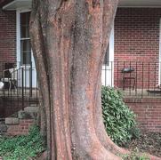 Ulmus parvifolia Allee®